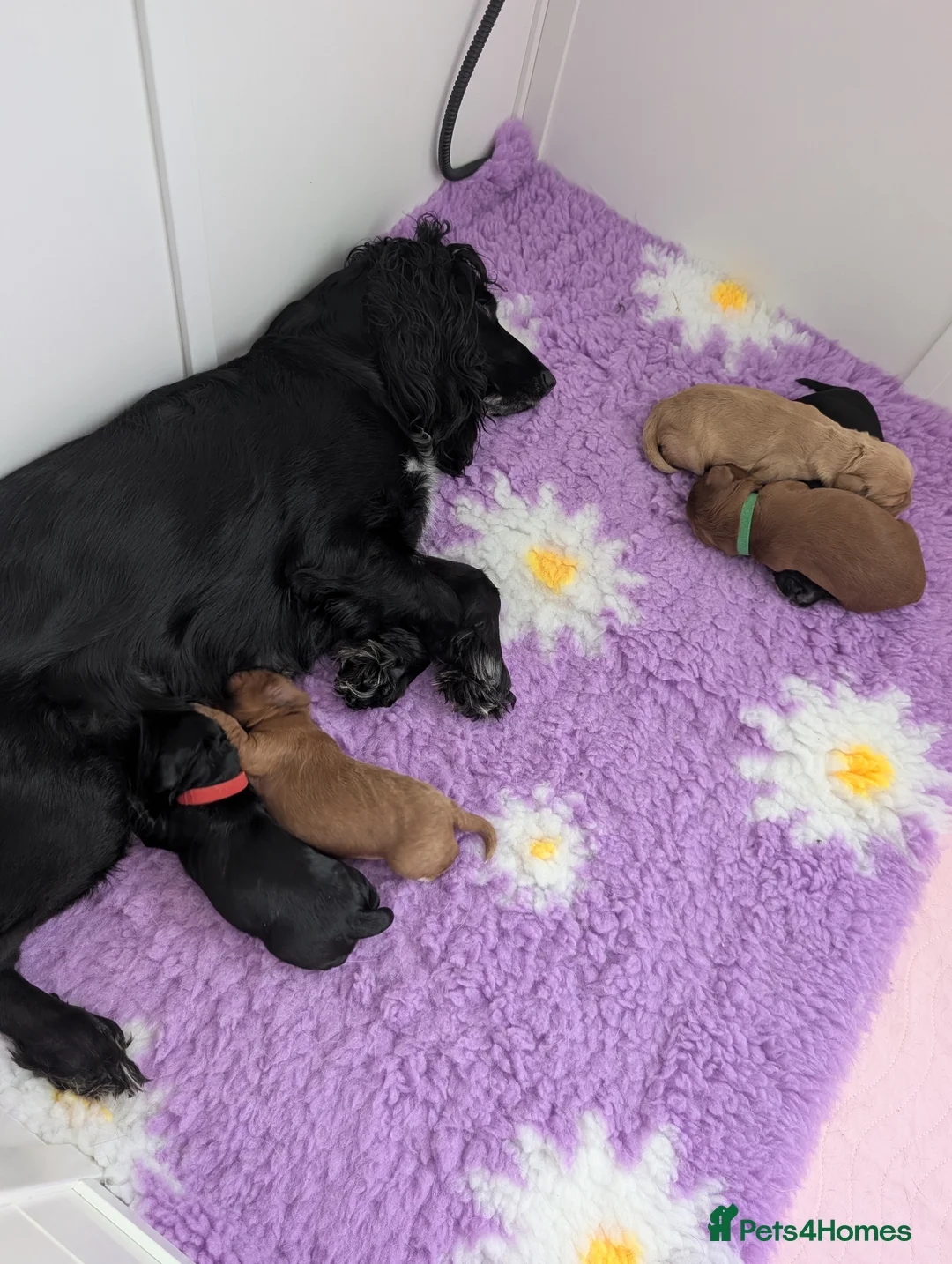 Cockapoo dogs for sale: Cockapoo puppies for sale  - Advert 1
