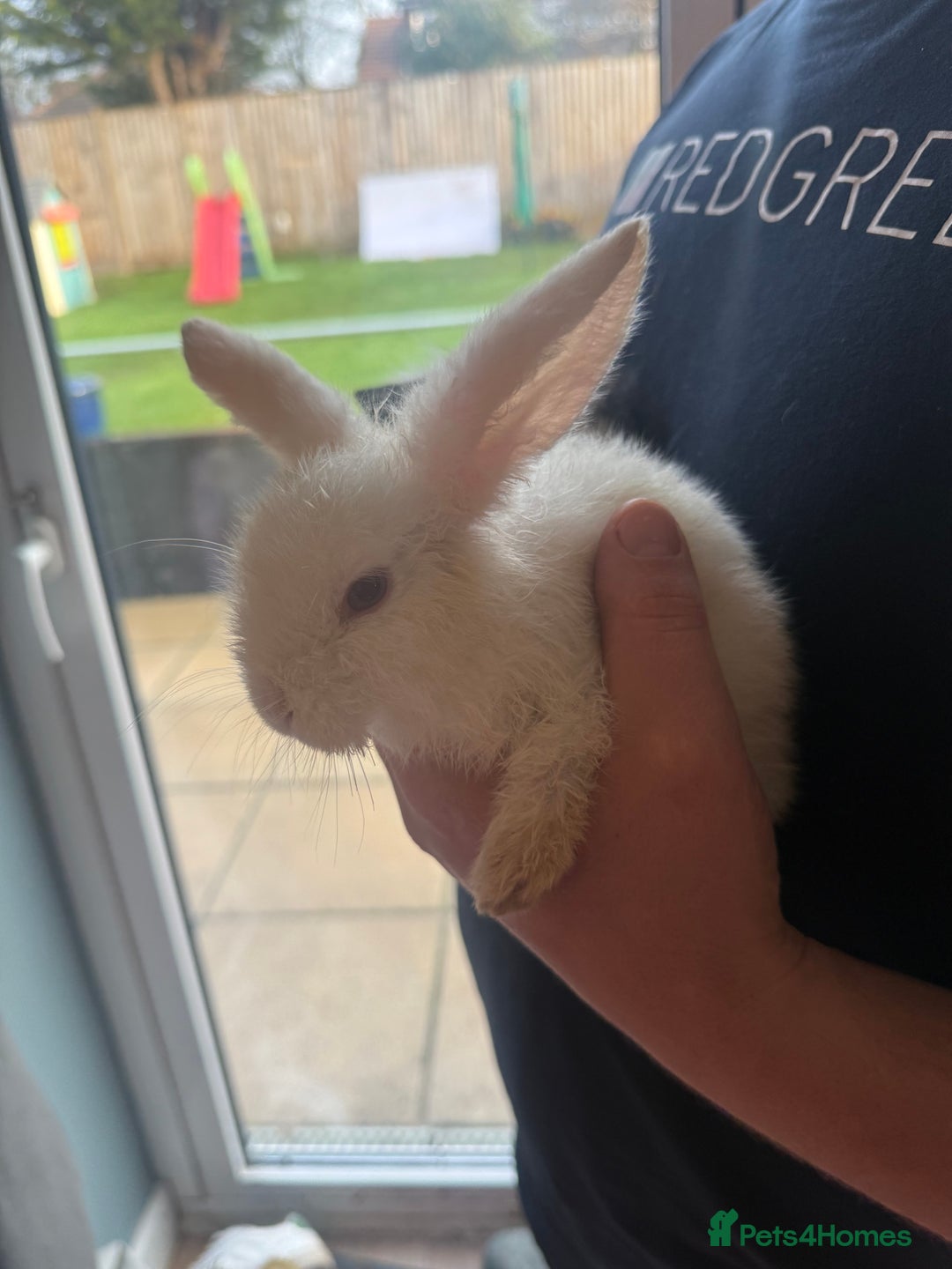 Mixed Breed rabbits for sale: White bunny rabbit - Advert 2