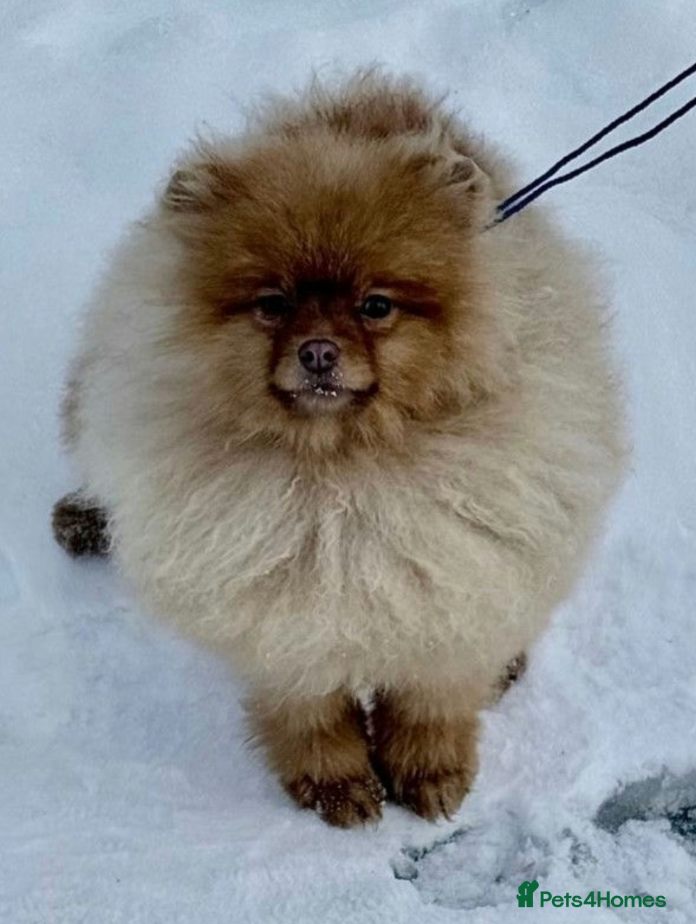 Pomeranian dogs 🐾 CARAMEL – Female Pomeranian 🐾 - Advert 11