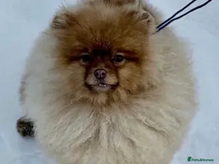 Pomeranian dogs 🐾 CARAMEL – Female Pomeranian 🐾 - Advert 11
