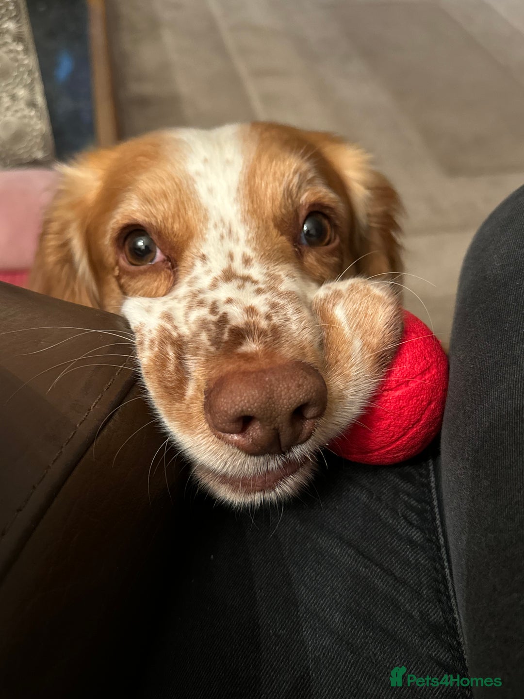 Cocker Spaniel dogs for stud: Playful Working cocker spaniel stud - Advert 6