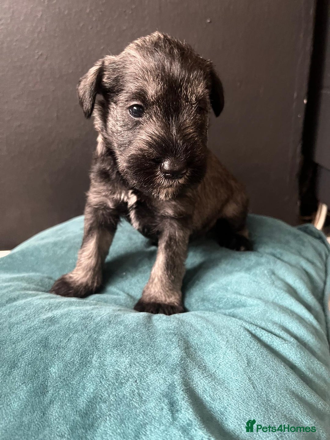 Miniature Schnauzer dogs for sale: Curious, playful and loving litter KC pups ❤️ - Image 29