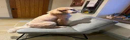 Goldendoodle dogs for sale: Irishdoodle Girls Need Their New homes  - Advert 14