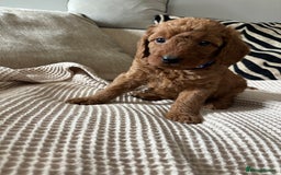 Labradoodle dogs for sale: Red curly labradoodles (F1b) - Image 10