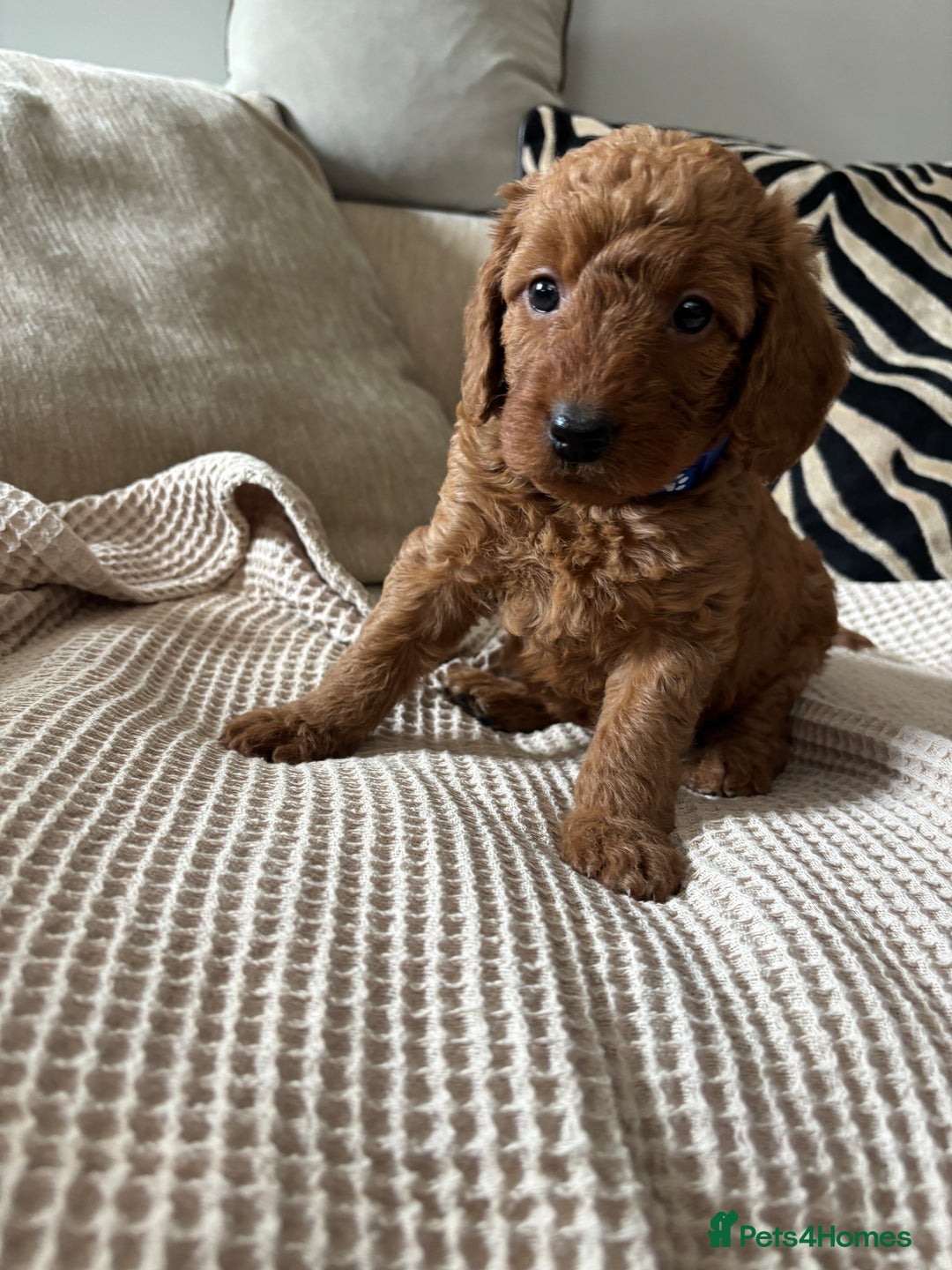 Labradoodle dogs for sale: Red curly labradoodles (F1b) - Image 10
