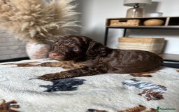 Cockapoo dogs for sale: Not Just Any Cockapoo Puppies – The Special Few - Image 22
