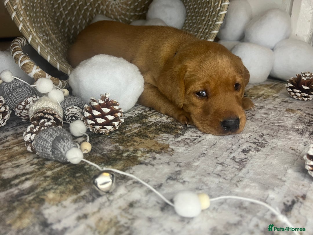 Labrador Retriever dogs for sale: Champion line KC reg dark Red Fox Yellow Labrador  - Advert 20