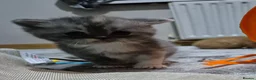 Persian cats for sale: Persian  - Advert 9
