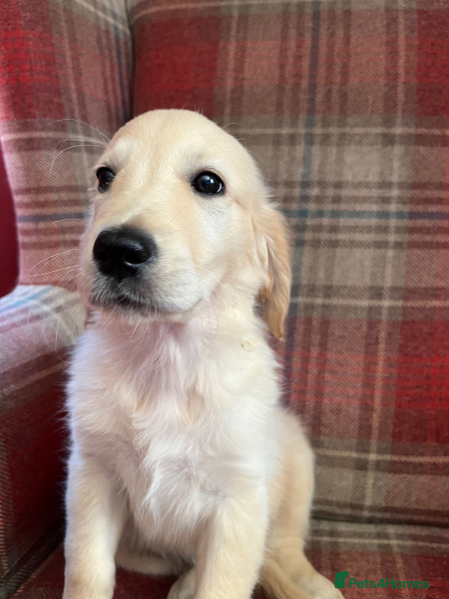 Golden Retriever dogs Playful Golden Retrievers For Sale  - Advert 1