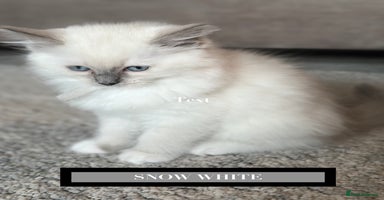 Ragdoll cats - Advert 5