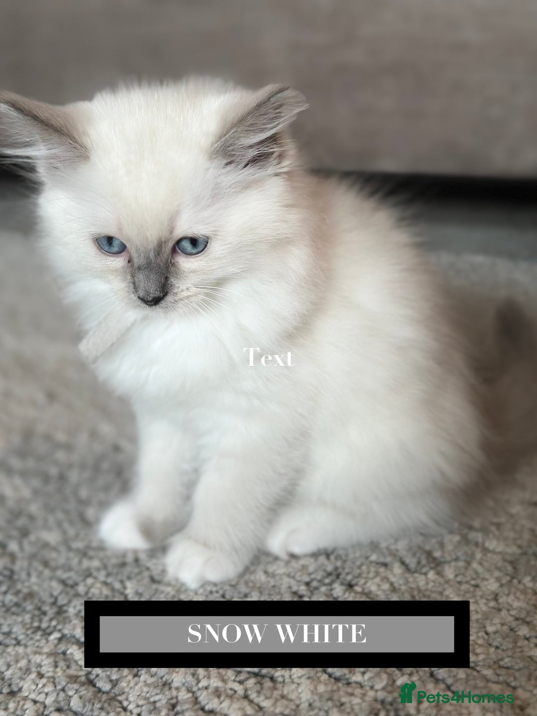 Ragdoll cats for sale: GORGREOUS 1/2 PEDIGREE RAGDOLL KITTENS 💗 - Image 3