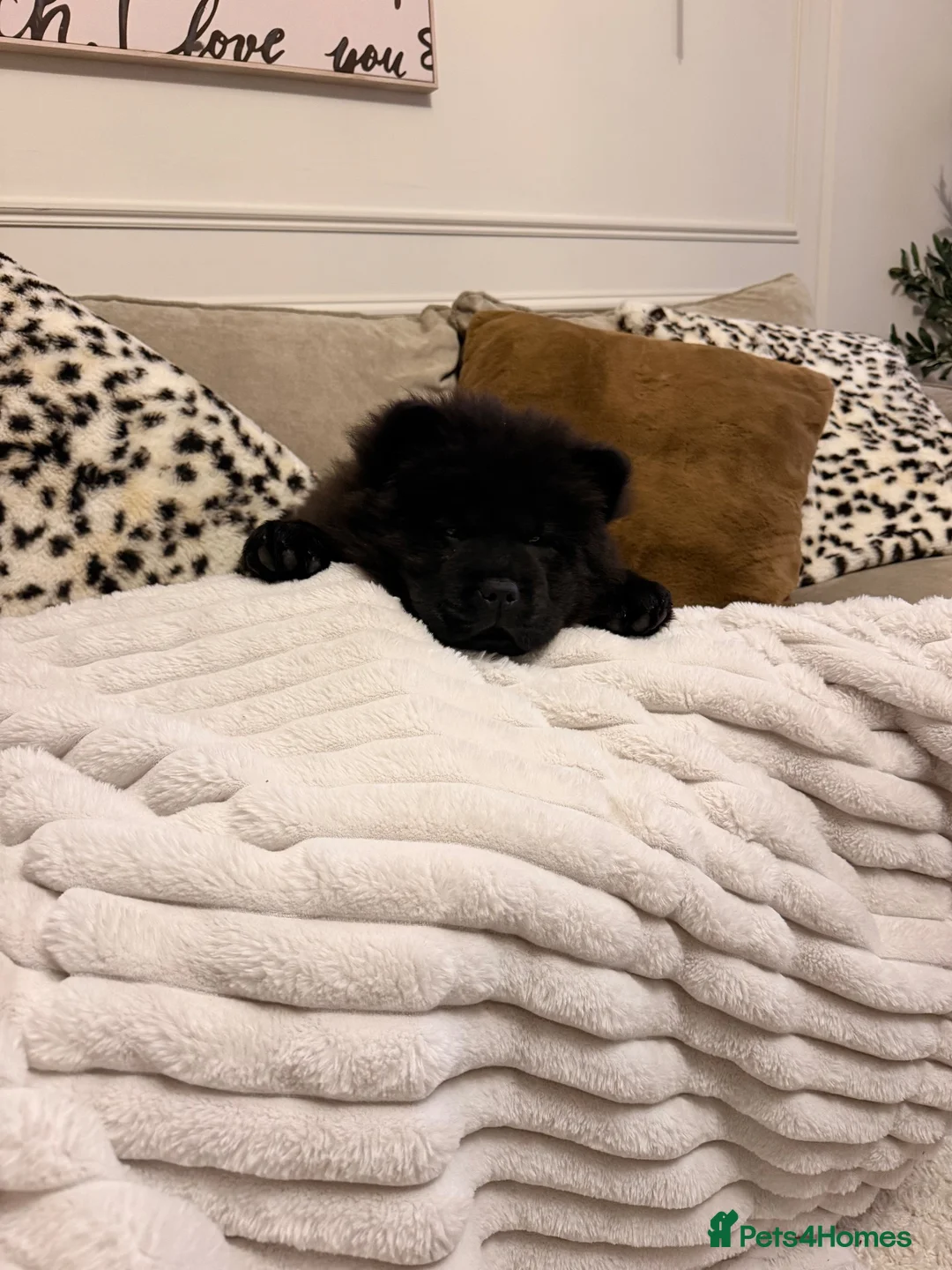 Chow Chow dogs for sale: Chow chow female puppy  in Milton Keynes - Advert 1