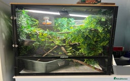 Chameleon reptiles for sale: Female veiled chameleon 1 year old - Image 5