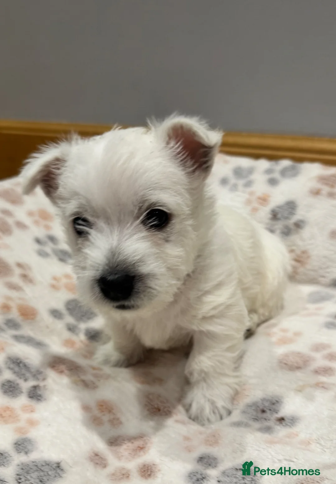 West Highland Terrier dogs for sale: West Highland Terrier - Advert 2