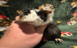 Guinea Pig rodents for sale: Beautiful Baby Guineapigs  - Image 12