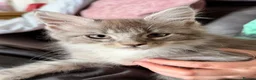 Maine Coon cats for sale: Maine Coon kittens - Advert 6