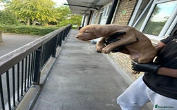 Mastiff dogs for sale: Mastiff X Pups - Advert 17