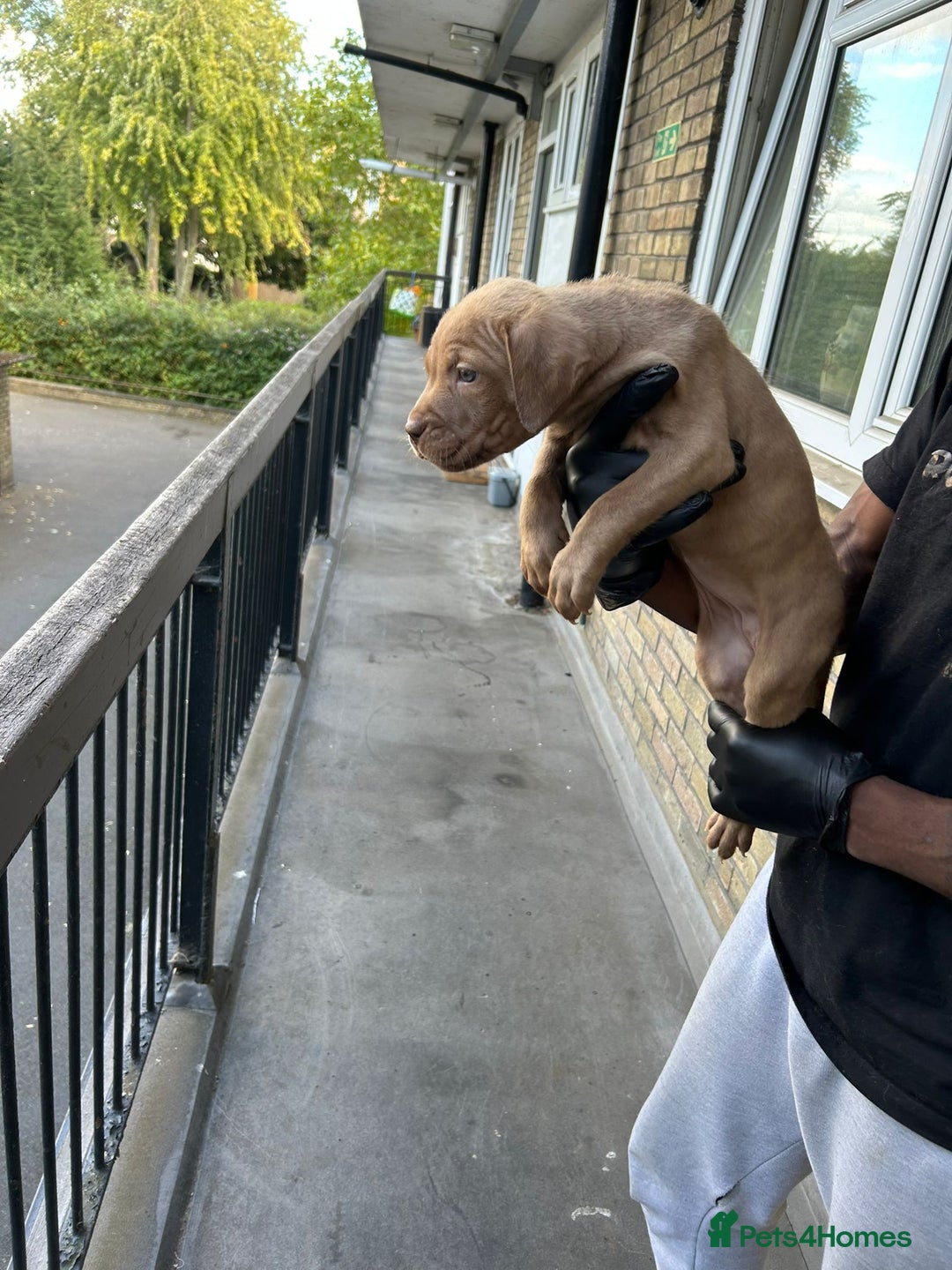 Mastiff dogs for sale: Mastiff X Pups - Advert 17