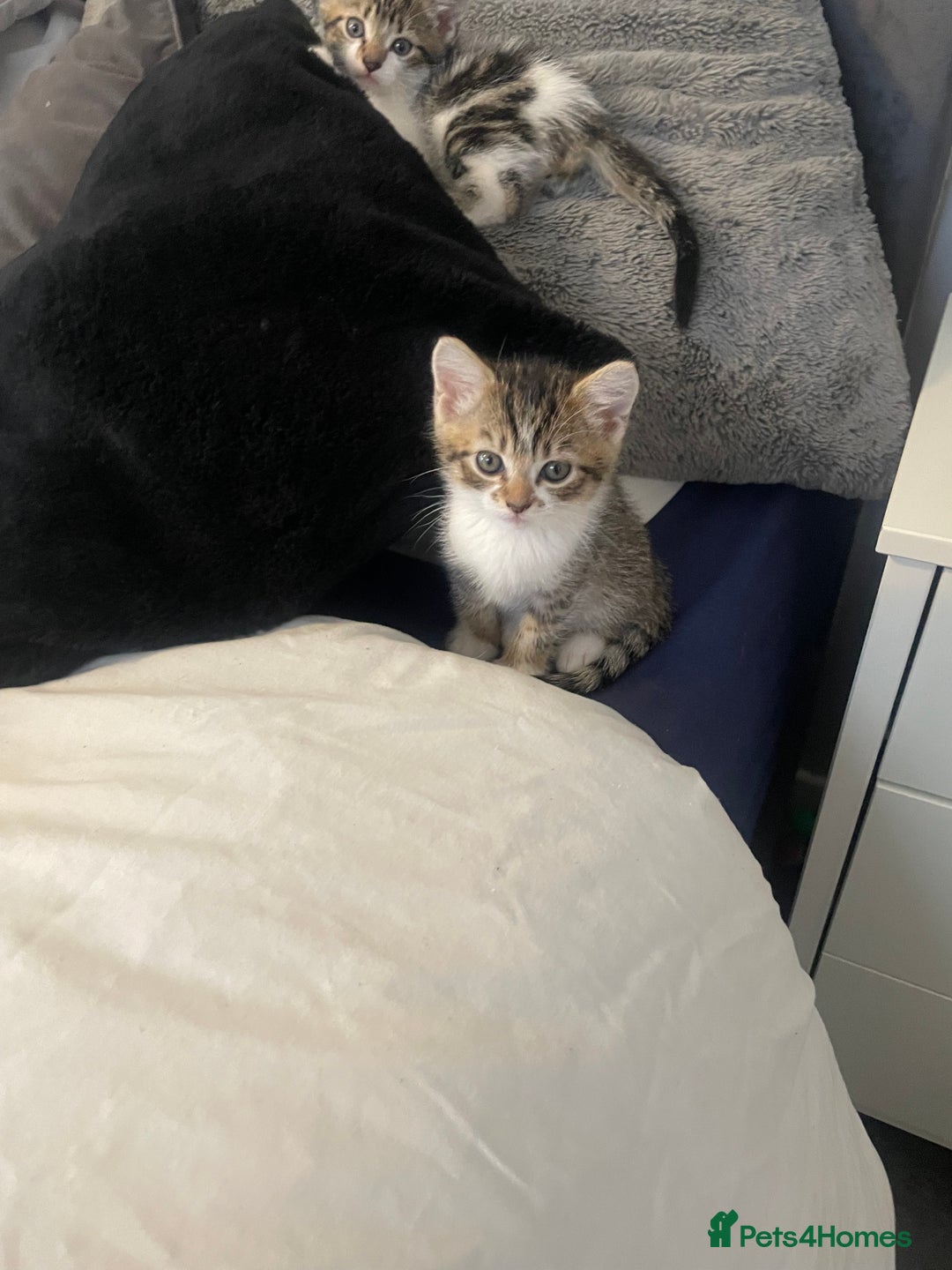 Mixed Breed cats for sale: 4 beautiful kitten - Image 1