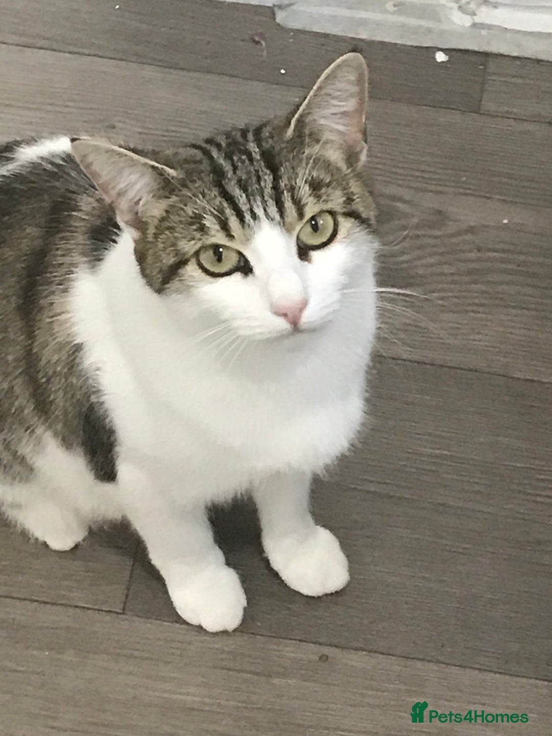 Mixed Breed cats for sale: Fur babies - Image 8