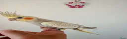 Cockatiels birds for sale: BEAUTIFUL BABY COCKATIELS NEW CAGES AVAILABLE  - Advert 13