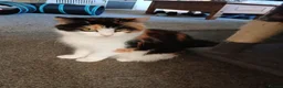 Maine Coon cats for sale: XL Maine Coon - Red/silver - Advert 3