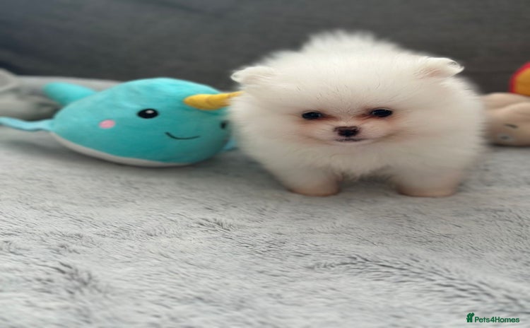 Pomeranian dogs - Advert 5