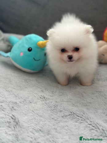 Pomeranian dogs - Advert 7