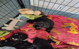 Mixed Breed dogs for sale: Black cockapoo - Image 8