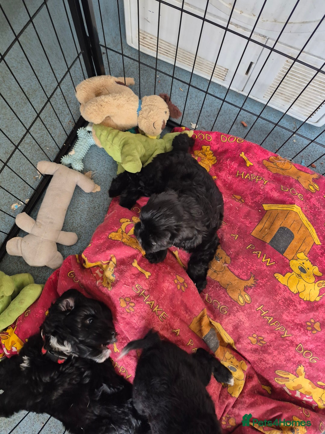 Mixed Breed dogs for sale: Black cockapoo - Image 8