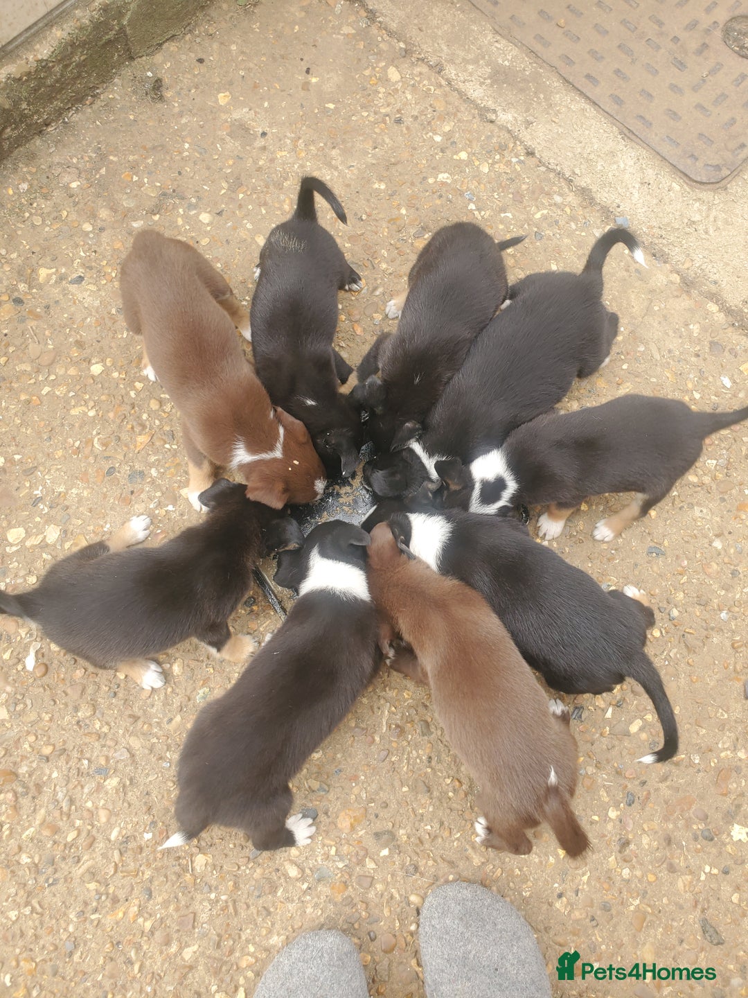 Mixed Breed dogs for sale: Huntaway cross border collie pups - Image 6
