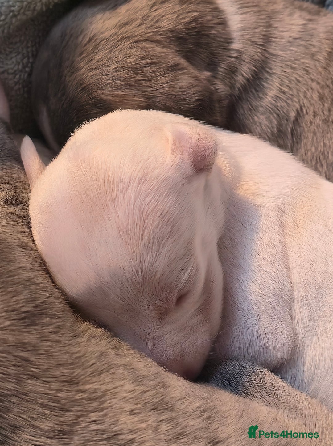 Whippet dogs for sale: KC Registered Small Whippet Puppies - Advert 18