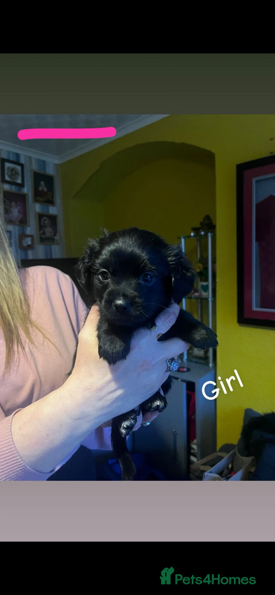 Mixed Breed dogs for sale: Shih Tzu / Jack Russell Hybrid Puppies - Advert 6