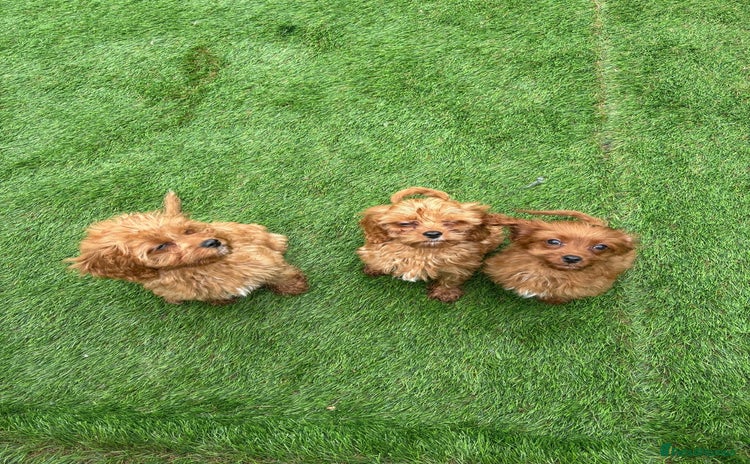 Cavapoo dogs in Dudley - Advert 3