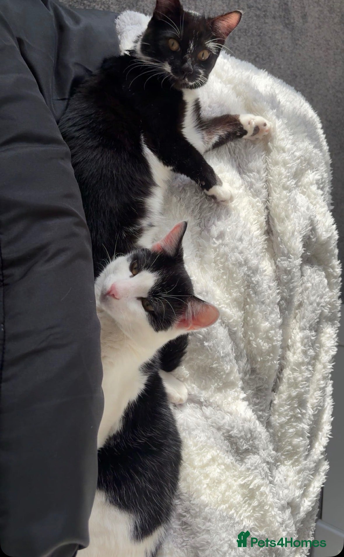 Mixed Breed cats Two sibling cats  - Advert 3