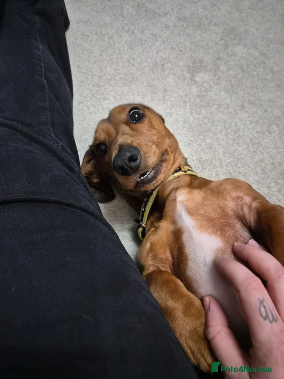 Miniature Dachshund dogs for sale: 2 year old male dachshund - Advert 2