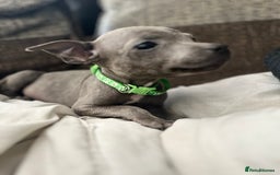 Staffordshire Bull Terrier dogs for sale: Blue Staffordshire bull terrier puppies  - Image 4