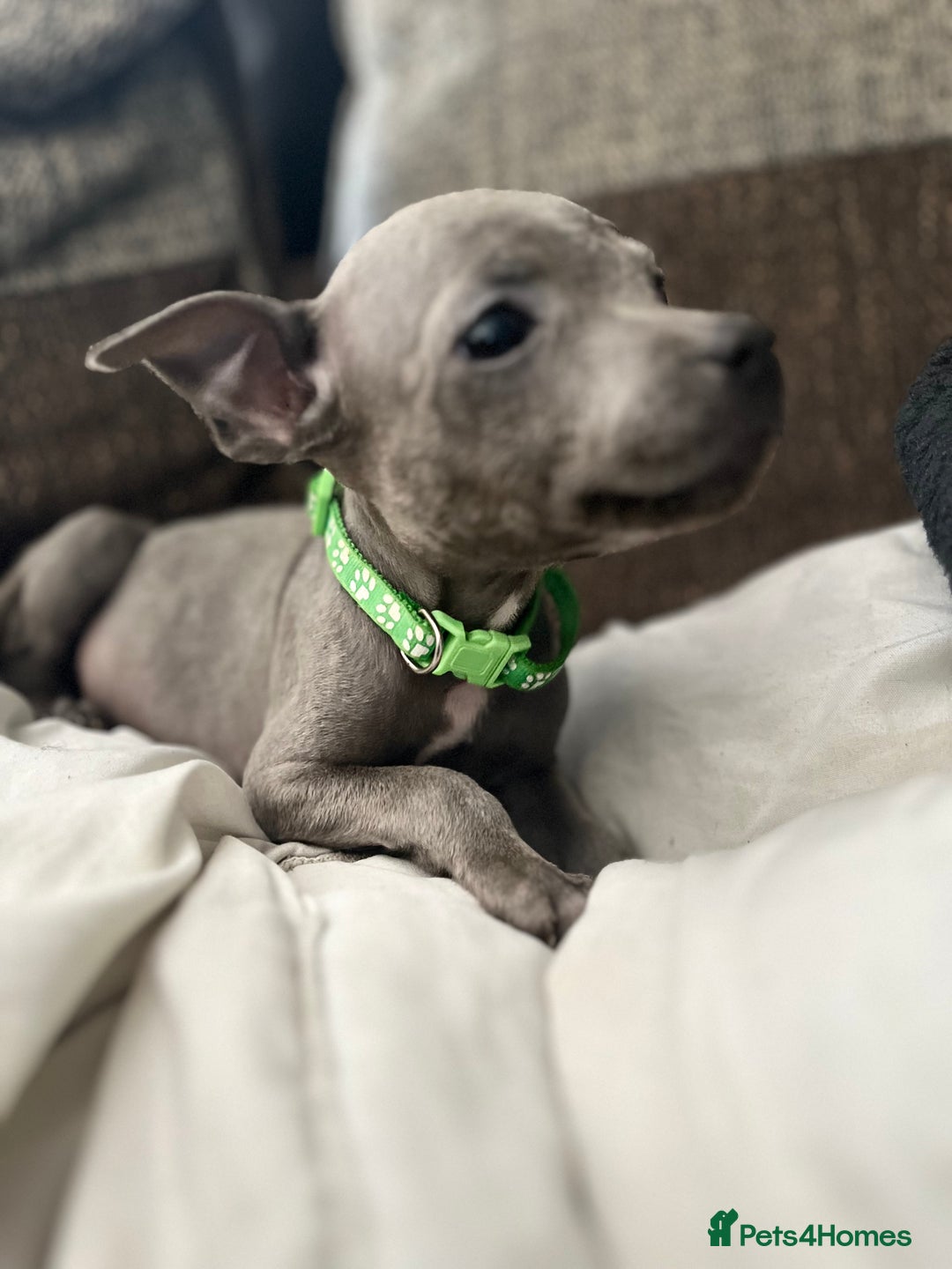 Staffordshire Bull Terrier dogs for sale: Blue Staffordshire bull terrier puppies  - Image 4