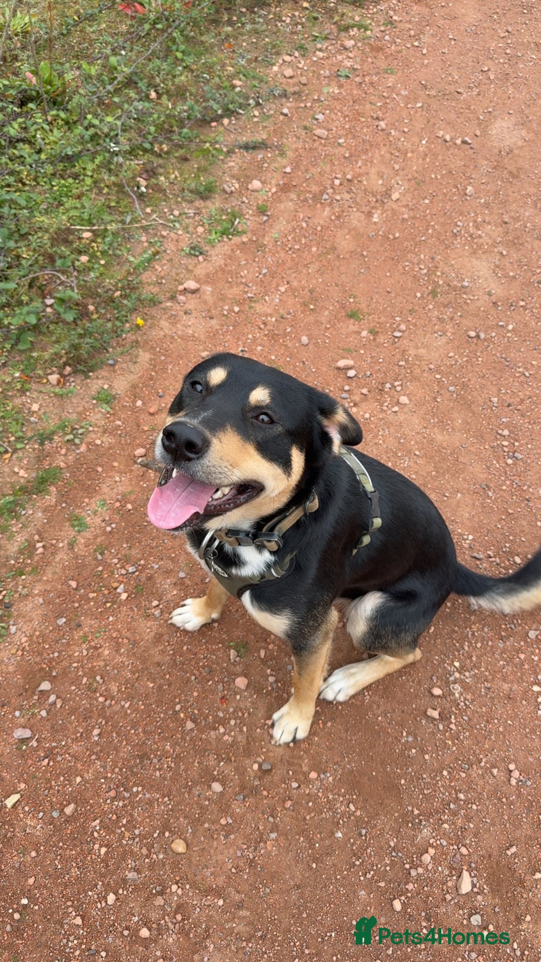 Mixed Breed dogs for sale: Our beautiful boy Koda💙 - Advert 3