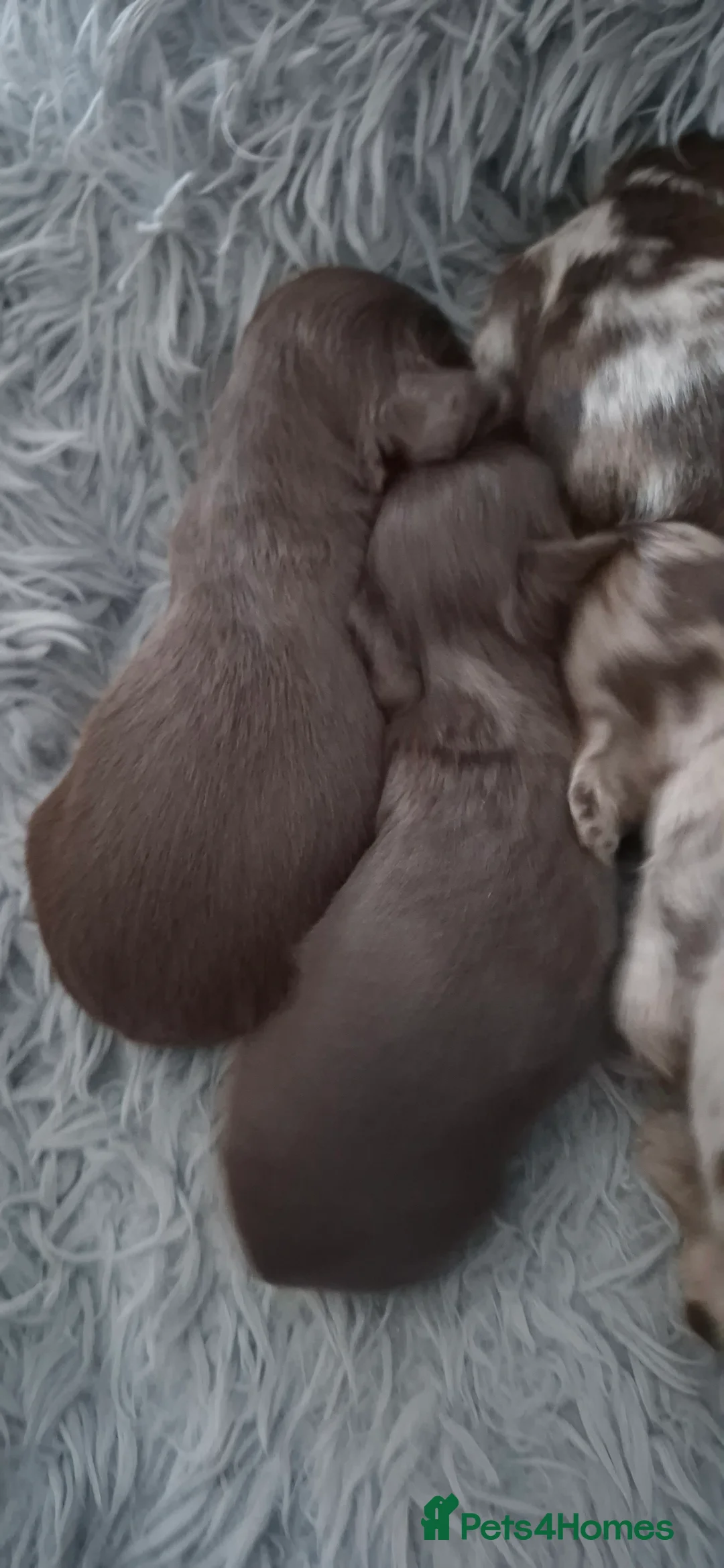 Dachshund dogs for sale: Miniature dachshunds long hair boys puppies - Advert 4