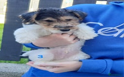 Fox Terrier dogs for sale: KC Reg Wire Fox Terrier Puppies READY NOW - Image 12