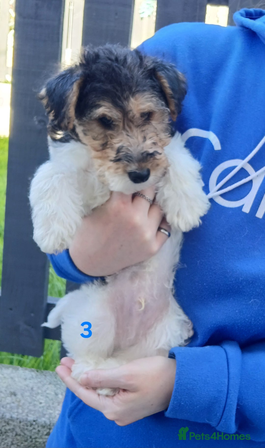 Fox Terrier dogs for sale: KC Reg Wire Fox Terrier Puppies READY NOW - Image 12