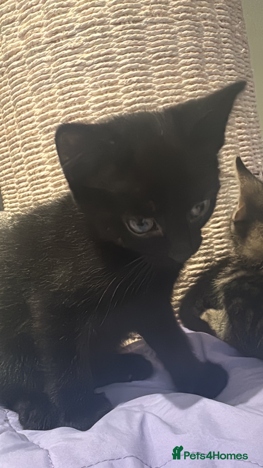 Mixed Breed cats for sale: Beautiful, well loved kittens for forever homes  - Advert 2