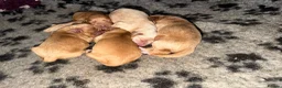 Cockapoo dogs for sale: Exceptional family pets top quality cockapoo’s - Advert 6
