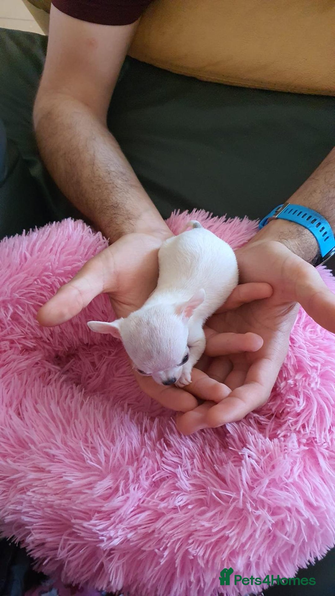 Chihuahua dogs for sale: Adorable 🐶🥰 Mini Girl Available  - Image 13