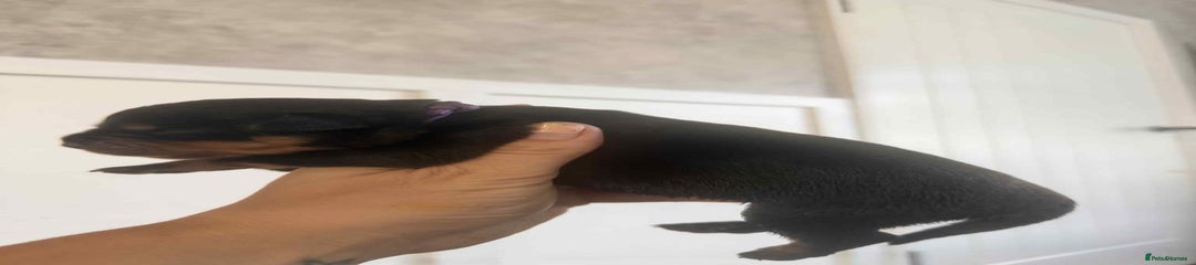 Rottweiler Puppy 10
