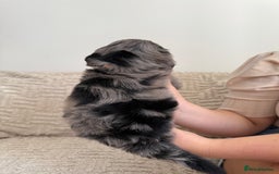 Cockapoo dogs for sale: Stunning F1B Merle Cockapoo Puppies!!!! - Image 8