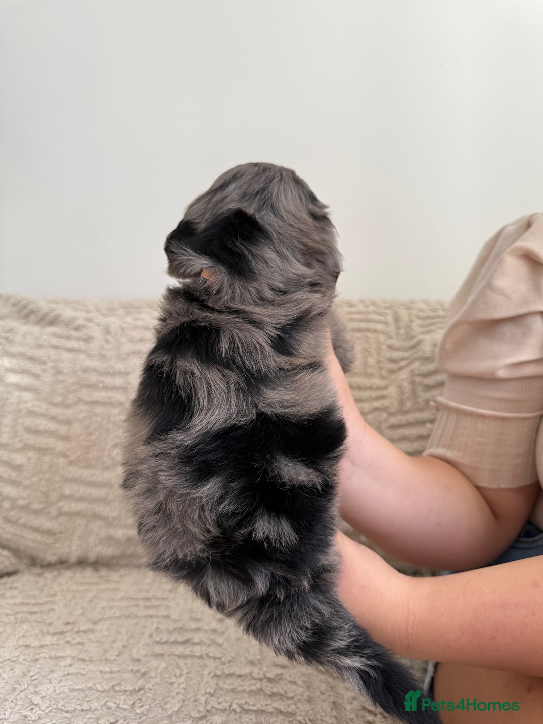 Cockapoo dogs for sale: Stunning F1B Merle Cockapoo Puppies!!!! - Image 8