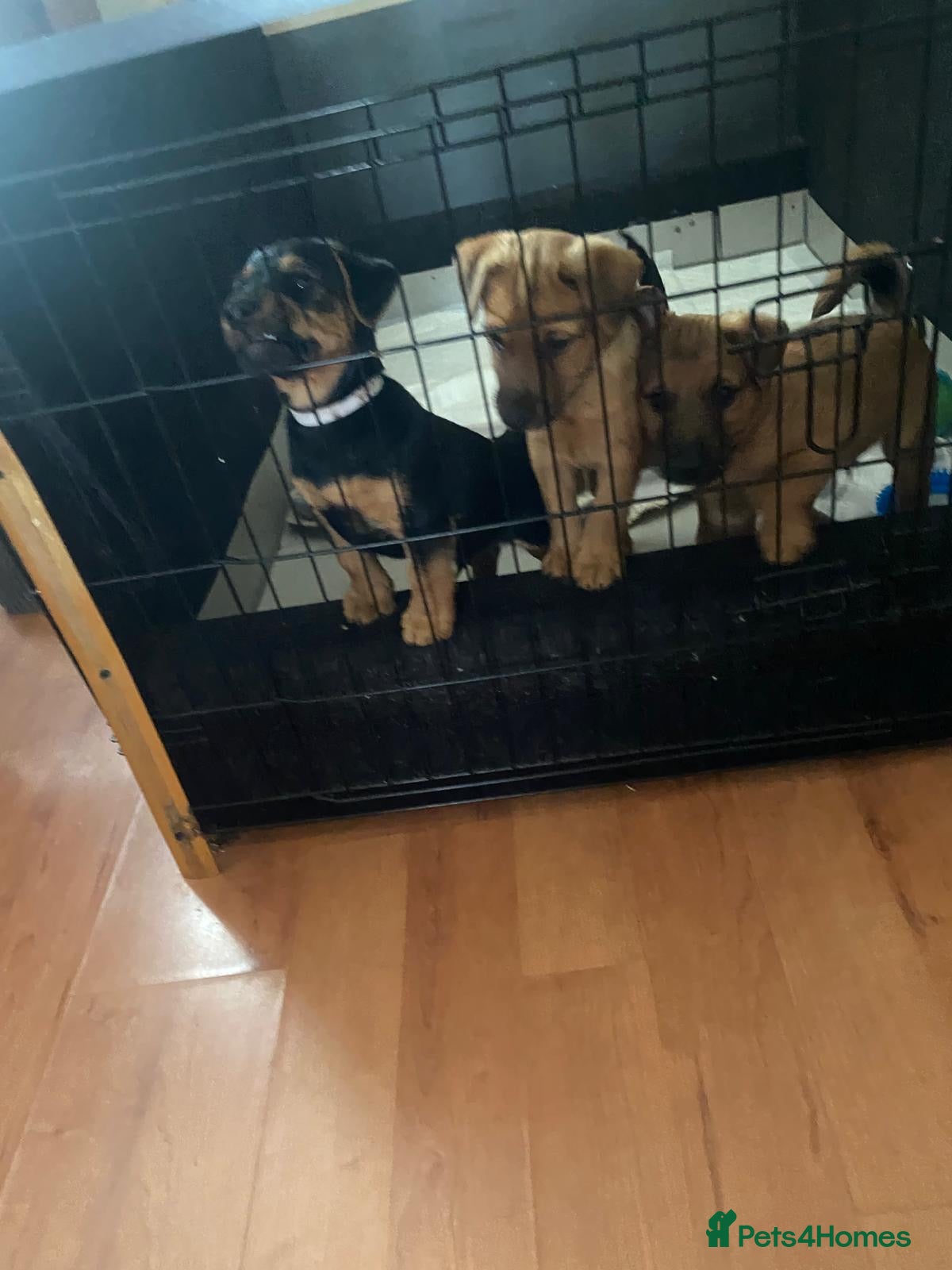 Mixed Breed dogs Lakeland terrier x jack russell pups 3 male  - Advert 7