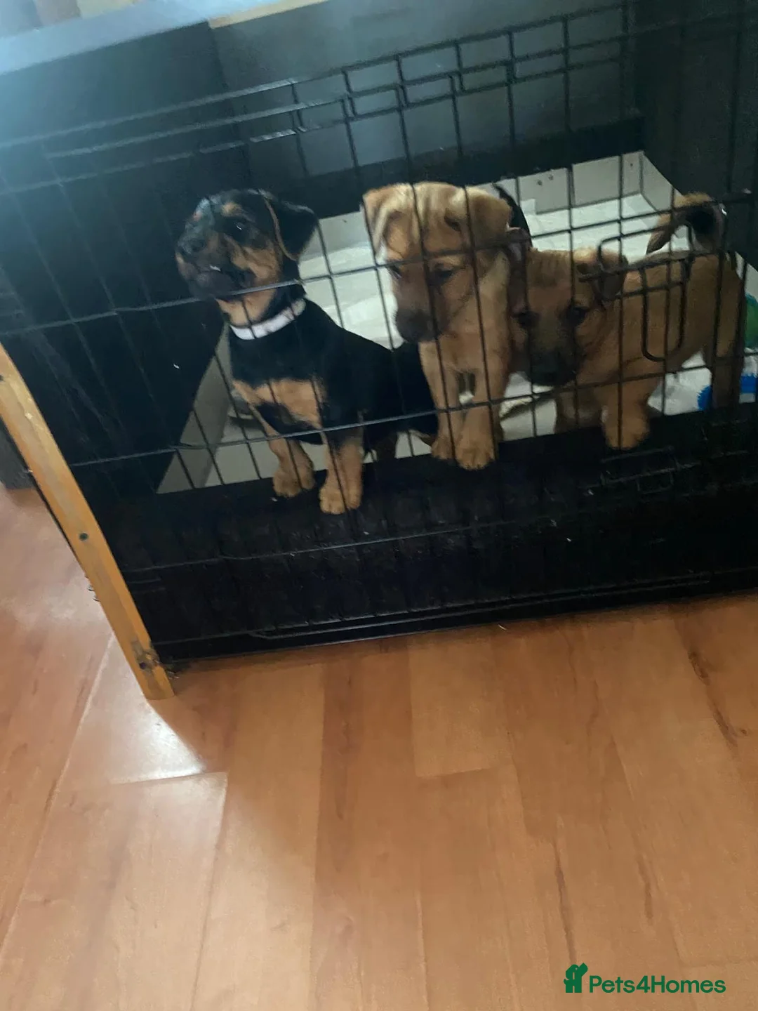 Mixed Breed dogs for sale: Lakeland terrier x jack russell pups 3 male  - Advert 1